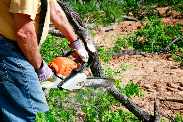 Dead Tree Removal in Whitehall, MI